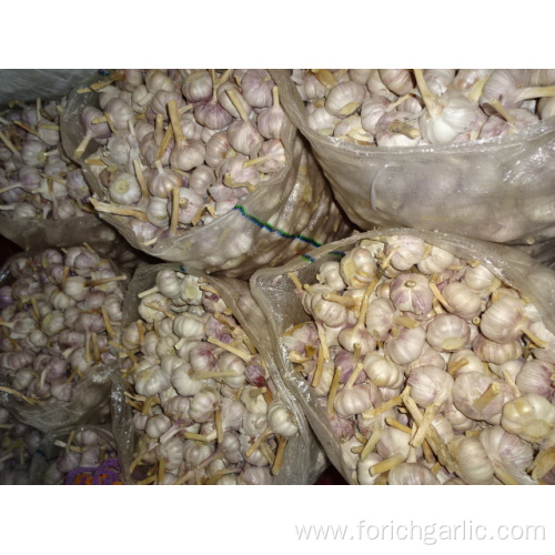 Normal White Garlic Best Quality 2019